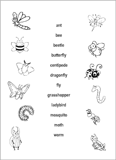 ESL worksheets: Insects vocabulary
