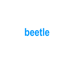 Flashcards: beetle