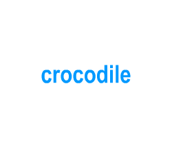 Flashcards: crocodile