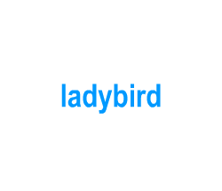 Flashcards: ladybird