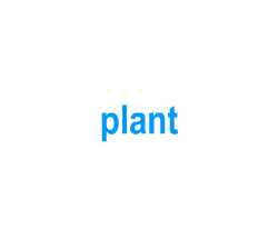Flashcards: plant