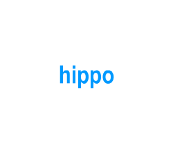 Flashcards: hippo