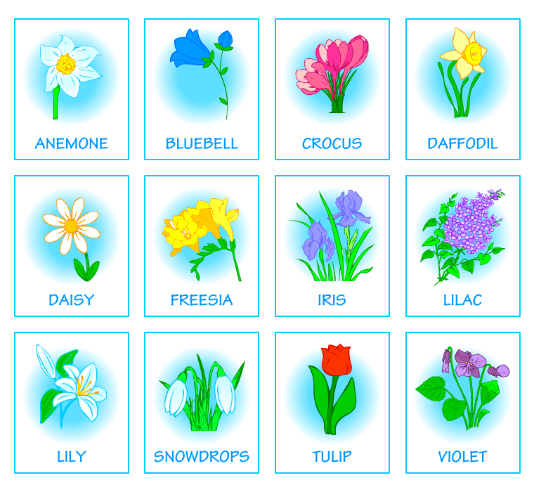 Picture dictionaries. Spring flowers