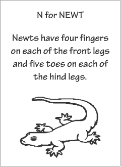 English printable resources: Newt readers