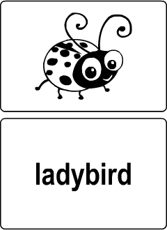 ESL flashcards: Insects vocabulary