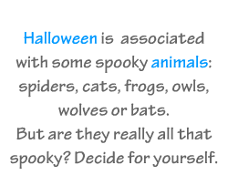 English vocabulary: Halloween Animals