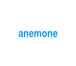 Flashcards: anemone