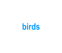 Flashcards: birds