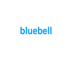 Flashcards: bluebell
