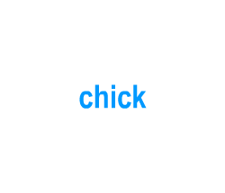 Flashcards: chick