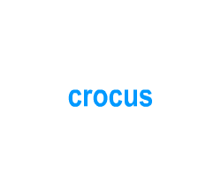 Flashcards: crocus