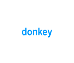 Flashcards: donkey