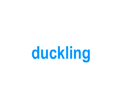 Flashcards: duckling