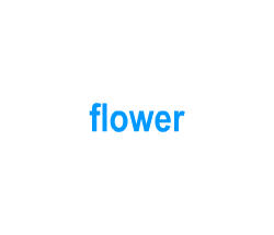 Flashcards: flower