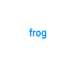Flashcards: frog