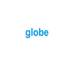 Flashcards: globe