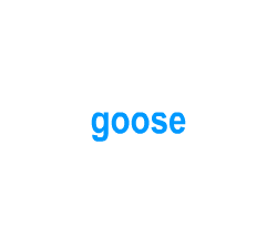 Flashcards: goose