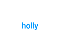 Flashcards: holly