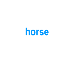 Flashcards: horse