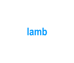 Flashcards: lamb