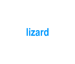 Flashcards: lizard