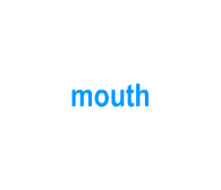 Flashcards: mouth
