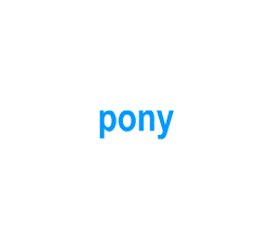 Flashcards: pony