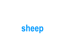 Flashcards: sheep