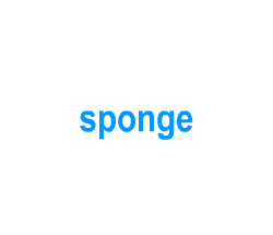 Flashcards: sponge