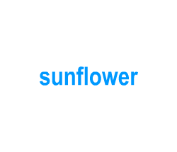 Flashcards: sunflower