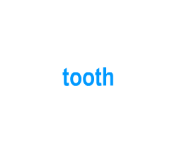 Flashcards: tooth