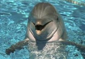 ABC animals: dolphin