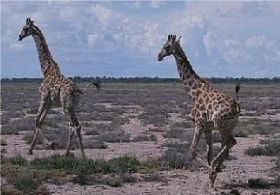 ABC animals: giraffe