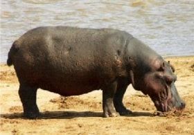 ABC animals: hippo