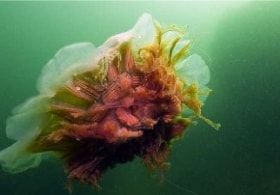 ABC animals: jellyfish