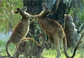 ABC animals: kangaroo
