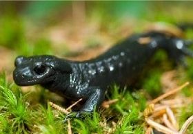 ABC animals: newt