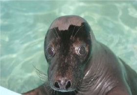ABC animals: seal