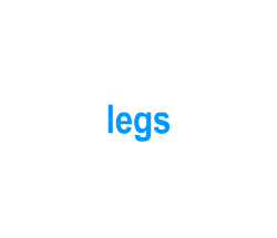 Flashcards: legs