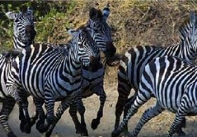 ABC animals: zebra